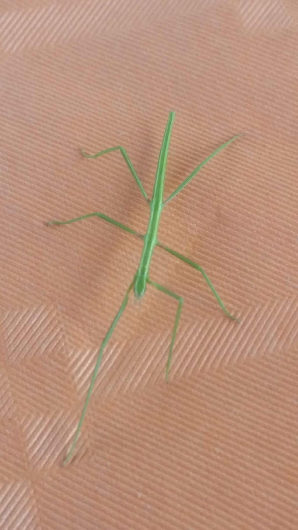 Mantide?  No, Phasmatodea: Clonopsis gallica(Bacillidae)